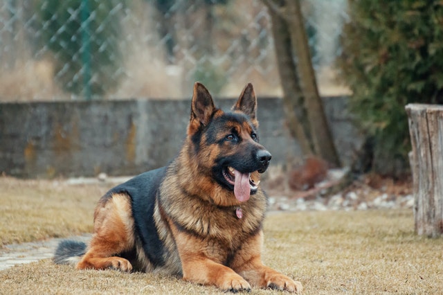 Ways to Determine the Litter Size in Dogs WR Partners Media