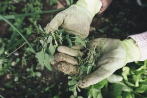 soil