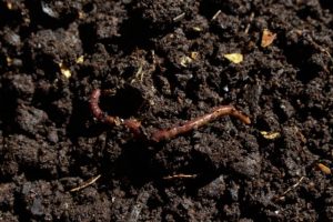 worm