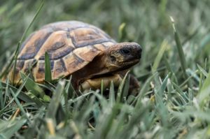 tortoise