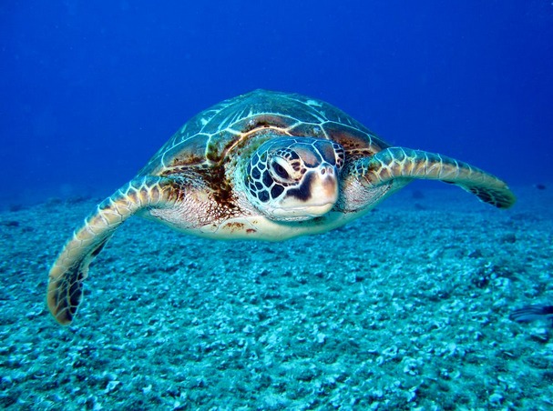 turtle